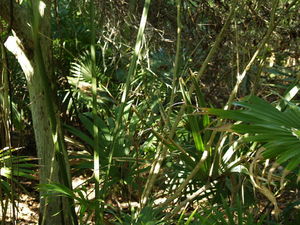 Img?dir=public%2fimages%2fphotos%2fgallery_25&src=anakiorhlr_picture_265