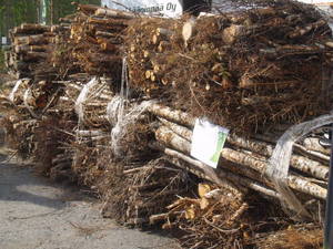 Img?dir=public%2fimages%2fphotos%2fgallery_30&src=ym347s0ndo_p8281254